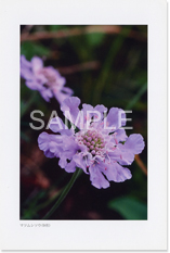 �}�c���V�\�E