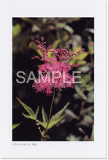 �A�J�o�i�V���c�P