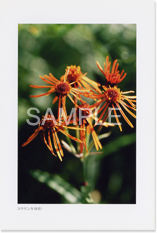 �R�E�����J