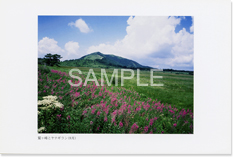 ������̃��i�M����