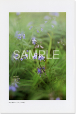 �c���K�l�j���W��