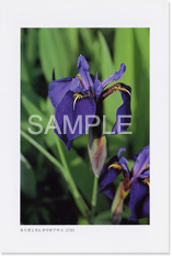 �L���K�~�l�q�I�E�M�A����