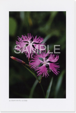 �G�]�J�����i�f�V�R