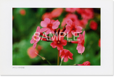 �N�����\�E