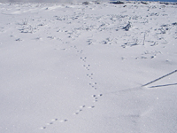 �͂˂�m�E�T�M